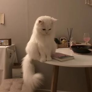 Meet your Posher, Aubriella